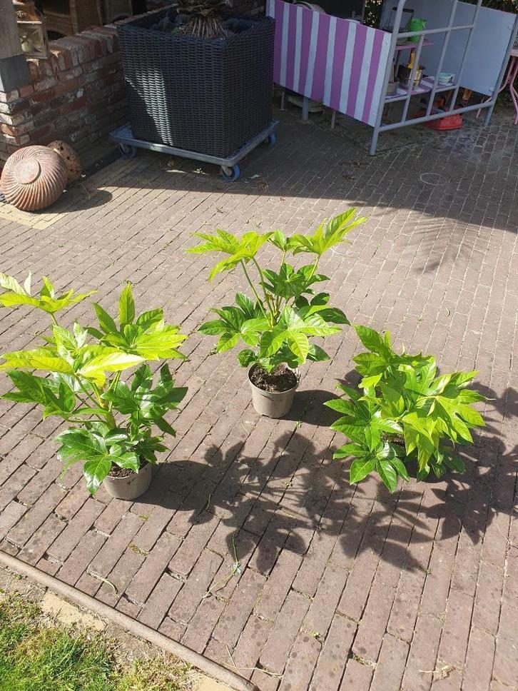 Fatsia Japonica  Vingerplant, Tuin en Terras, Planten | Tuinplanten, Vaste plant, Overige soorten, Halfschaduw, Winter, Ophalen