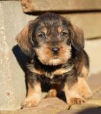 Ruwharige Teckel pups, Parvo, Standaard, Nederland, 8 tot 15 weken