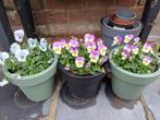 Mooie HERFST/WINTER VIOLEN + BLOEMPOT voor een LEUK BEDRAG, Volle zon, Eenjarig, Herfst, Ophalen