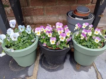 Mooie HERFST/WINTER VIOLEN + BLOEMPOT voor een LEUK BEDRAG beschikbaar voor biedingen