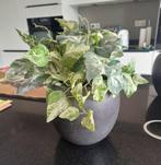 Bloempot binnen, Ophalen, Rond, Binnen, Zo goed als nieuw