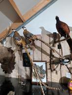 opgezette bos en koningsfazant fazant jacht vogel hert, Verzamelen, Dierenverzamelingen, Ophalen, Zo goed als nieuw, Vogel, Opgezet dier