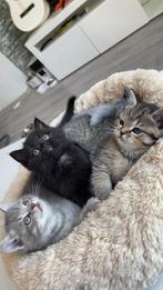 Britse Korthaar kittens, Dieren en Toebehoren, Katten en Kittens | Raskatten | Langhaar, Meerdere dieren