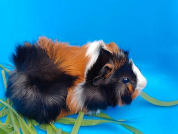 driekleur borstel cavia - jong beertje  beschikbaar voor biedingen