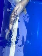 witte koi karper, Dieren en Toebehoren, Vissen | Vijvervissen, Karper of Koi
