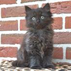 Langharig kitten, Dieren en Toebehoren, Katten en Kittens | Raskatten | Langhaar, Meerdere dieren, Gechipt, 0 tot 2 jaar