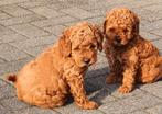 Prachtige Labradoodle pups, Dieren en Toebehoren, Honden | Retrievers, Spaniëls en Waterhonden, Overige rassen, 8 tot 15 weken
