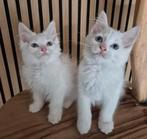 Ragdoll X maincoon  kittens, 2 poesjes geënt gechipt., Dieren en Toebehoren, Katten en Kittens | Raskatten | Langhaar, Poes, Gechipt