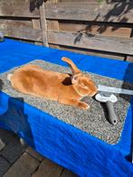 Standaard rex konijn geel ram gevaccineerd, Dieren en Toebehoren, Konijnen, Mannelijk, Groot