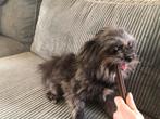 pomeriaan Shih Tzu hondjes  2 teefjes 1 reutje 1 jaar 4 md, Overige rassen, 1 tot 2 jaar, Meerdere, Meerdere dieren