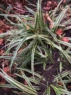 Gratis siergras, Carex bonte variant en groen, Ophalen, Vaste plant, Siergrassen, Halfschaduw