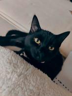 Super lieve poes, 1jaar oud., Dieren en Toebehoren, Katten en Kittens | Overige Katten, Poes