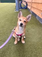 Lieve Jack Russell x Pomsky pup – 6 maanden oud, Dieren en Toebehoren, Honden | Jack Russells en Terriërs, 15 weken tot 1 jaar