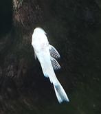 L144 - Snowwhite albino., Vis, Zoetwatervis