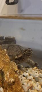 Waterschildpad met aquarium en toebehoren, Dieren en Toebehoren, Mannelijk