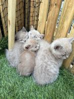 Lilac Britse korthaar kittens, Dieren en Toebehoren, Katten en Kittens | Raskatten | Korthaar, Poes, Ontwormd, 0 tot 2 jaar
