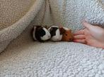 Superleuke jonge cavia, December, Meerdere dieren, Cavia