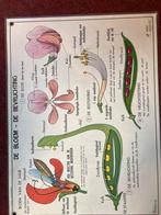 Oude Dubbelzijdige Schoolplaat - Biologie & Tuinieren, Ophalen of Verzenden, Natuur en Biologie