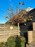 Catalpa, Tuin en Terras, Planten | Bomen, Overige soorten, 100 tot 250 cm, Zomer, Ophalen