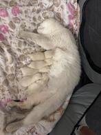 Silver shaded britse korthaar, Dieren en Toebehoren, Katten en Kittens | Raskatten | Korthaar, Meerdere dieren