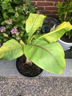 Bananenplant., Tuin en Terras, Planten | Tuinplanten, Ophalen of Verzenden, Zomer, Overige soorten