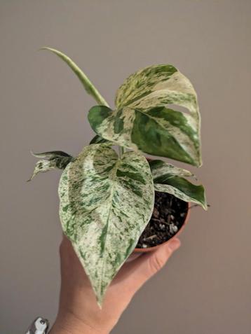 Epipremnum Pinnatum Marble Variegata beschikbaar voor biedingen