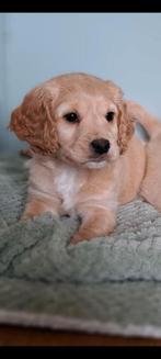 cockerpoo pups boomer x  poedel xEngelse cockerspaniel pups, Overige rassen, 8 tot 15 weken, CDV (hondenziekte), Meerdere