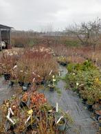 OPRUIMING... Div.heesters grote partij in pot, Ophalen of Verzenden, Hortensia, Minder dan 100 cm