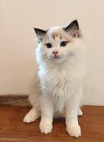 Ragdoll kitten / geteste ouders / geholpen / stamboom, Meerdere dieren, Langharig, 0 tot 2 jaar