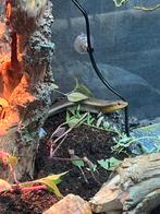 Bronze ZonneSkink, Skinks, Hagedis, 0 tot 2 jaar