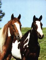 Paarden Schrift  Normaal schrijfschrift, Verzenden, Nieuw