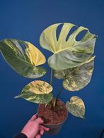 Monstera Aurea Variegata p17 Xl, Huis en Inrichting, Kamerplanten, Ophalen of Verzenden, Halfschaduw, Minder dan 100 cm