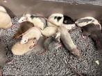Jonge tamme vrouwtjes ratten ( rechtstreeks van de fokker), Dieren en Toebehoren, Knaagdieren, Rat, December, Vrouwelijk, Tam