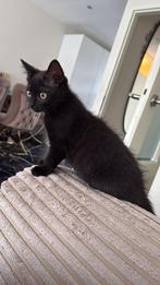 Zwarte en grijze britse korthaar, Dieren en Toebehoren, Katten en Kittens | Raskatten | Korthaar, Kater, Gechipt, 0 tot 2 jaar
