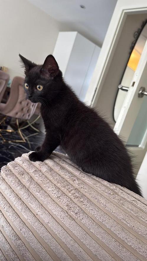 Zwarte en grijze britse korthaar, Dieren en Toebehoren, Katten en Kittens | Raskatten | Korthaar, Kater, 0 tot 2 jaar, Gechipt