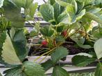Aardbeienplanten, Ophalen, Volle zon, Vaste plant, Fruitplanten