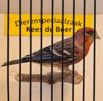 Bastaard kruisbek x Mexicaanse roodmus Goede zanger, Dieren en Toebehoren, Mannelijk, Geringd