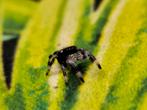 Phidippus Regius Everglades, Dieren en Toebehoren