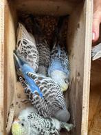 Jonge grasparkieten om tam te maken, Dieren en Toebehoren, Meerdere dieren, Parkiet, Tam