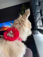 TTB chihuahua halsband, Dieren en Toebehoren, Honden-accessoires, Nieuw, Ophalen of Verzenden