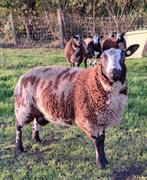 6 rammen - bonte schapen, Dieren en Toebehoren, Schapen, Geiten en Varkens, Mannelijk, Schaap