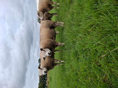Texelaar Dekrammen, Dieren en Toebehoren, Schapen, Geiten en Varkens, Schaap, Mannelijk