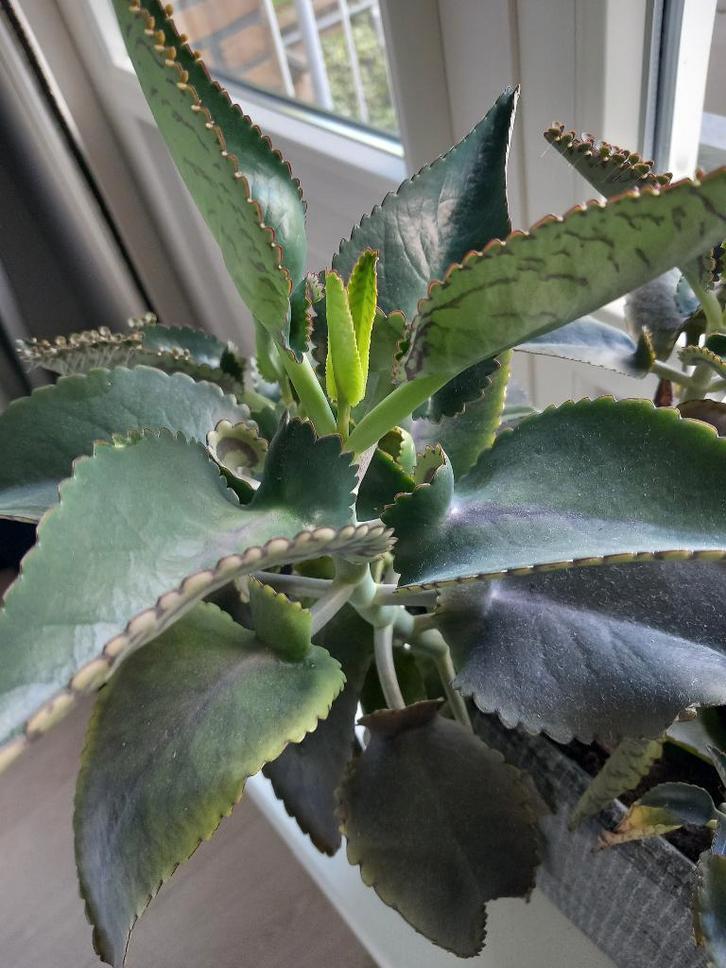 Mother of Thousands, Huis en Inrichting, Kamerplanten, Vetplant, Minder dan 100 cm, Groene kamerplant, Halfschaduw, Ophalen of Verzenden
