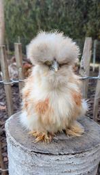 Knappe jonge usa zijdehoen haan, Dieren en Toebehoren, Pluimvee, Mannelijk, Kip