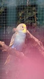 Jonge parkieten., Meerdere dieren