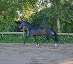 Super lieve 3 jarige ruin, Ruin, Dressuurpaard, 3 tot 6 jaar, Onbeleerd