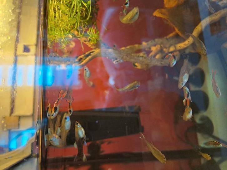 Guppen, Dieren en Toebehoren, Vissen | Aquaria en Toebehoren, Nieuw, Ophalen