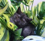 Britsekorthaar kittens laatste 2 Mogen het nest verlaten, Meerdere dieren, Ontwormd, 0 tot 2 jaar