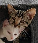 Kruising Khaomanee/Blue smoke maincoon, Dieren en Toebehoren, Katten en Kittens | Overige Katten, Meerdere dieren, Kortharig, 0 tot 2 jaar