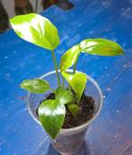 Philodendron Burle Marx, Huis en Inrichting, Kamerplanten, Ophalen of Verzenden, Halfschaduw, Minder dan 100 cm